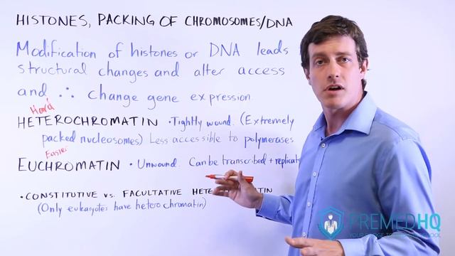 Euchromatin and Heterochromatin (Constitutive vs Facultative) | Chromatin Regulation смотреть онлайн