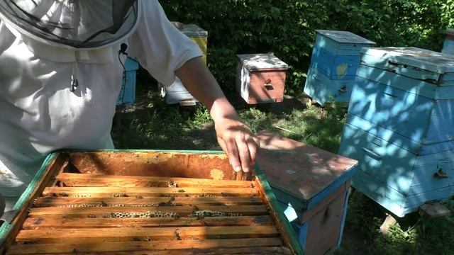 Что будет, если выходит рой? Что делать с оставшейся семьей? смотреть онлайн