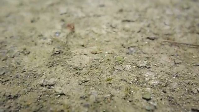 samsung es30 video test ant chase смотреть онлайн