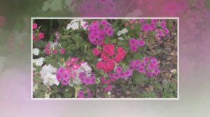 Однолетние флоксы Друммонда   в моем саду. Неприхотливые цветы: выращивание, виды, сорта.
