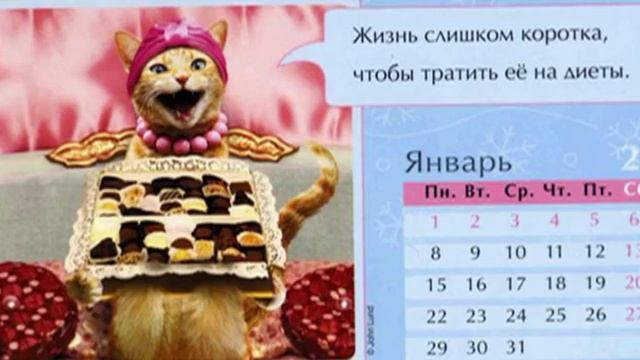 О чем думают кошки смотреть онлайн