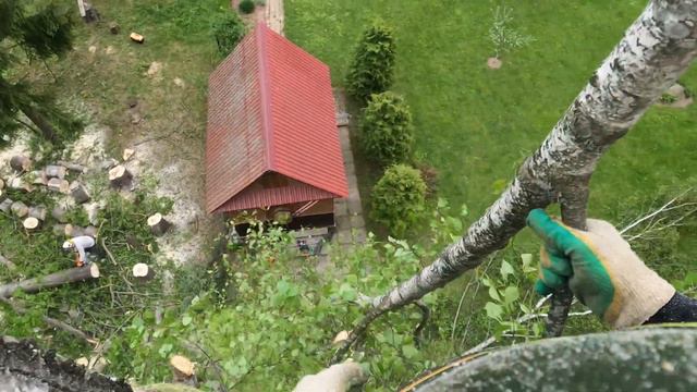 Арбористика‼️Удаление высоких наклоненных деревьев🌳Arborist‼️Removal Of Tall Leaning Trees🌳