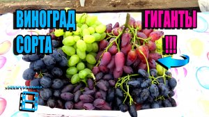 КРУПНОПЛОДНЫЕ СОРТА ВИНОГРАДА (ГИГАНТЫ) НА НАШЕМ ВИНОГРАДНИКЕ. СЕВЕРНЫЙ ВИНОГРАДНИК 22-49