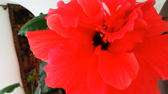 Hibiskus (H.rosa-sinensis) смотреть онлайн