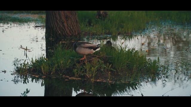 Минск-Могилёв-Быхов май 2023 смотреть онлайн