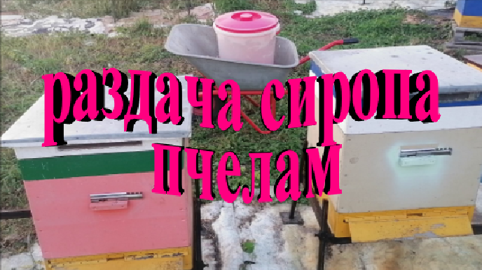 Раздача сиропа пчелам. Готовимся к зимовке смотреть онлайн
