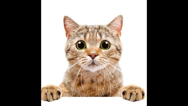 06.Котенок потерялся