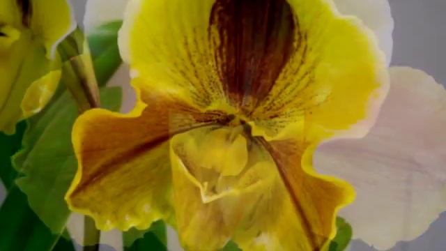 Paphiopedilum Lippewunder (Пафиопедилум липевандер)…
