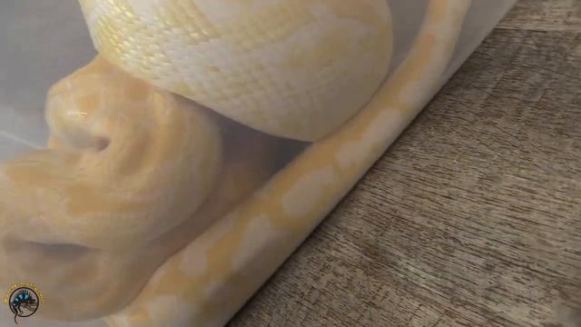 Hercules the Big Albino Burmese Python ? Eats a Jumbo Rat! ? смотреть онлайн