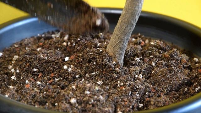 How to Grow Cordyline Plant Indoors | Ti Plant Care смотреть онлайн