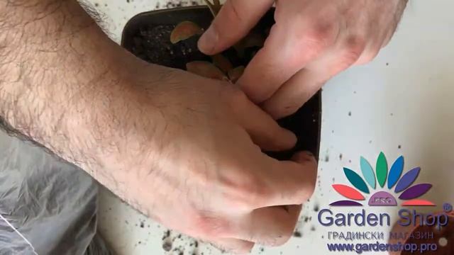 How to plant fittonia verschaffeltii in new soil смотреть онлайн