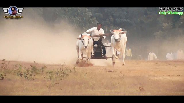 रमेश पटेल महाड़ी Vs सोनू धुर्वे छिंदवाड़ा | bailgada sharyat | pat pratiyogita | barghati bhaiya pat смотреть онлайн