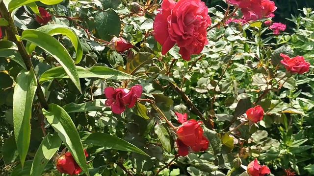 Лами дэ Жардан смотреть онлайн