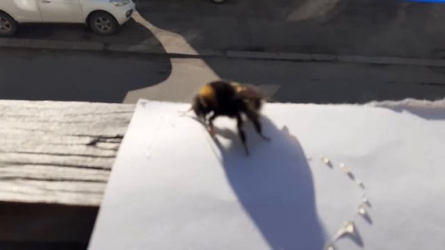 Чупинский шмель ест алтайский мёд смотреть онлайн