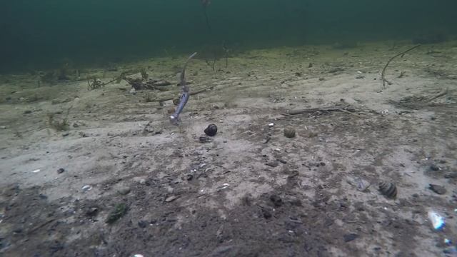 Сборная солянка (Щука, Окунь, Сом, Жерех) смотреть онлайн