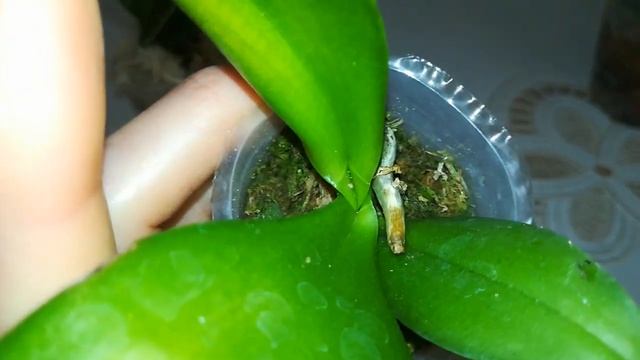 ПЕРВОЕ ЦВЕТЕНИЕ #PINK LADY 1344.❣️❤️? ПОДРОСТКИ ИЗ ДВУХ ПОСЫЛОК. ❣️?#PHALAENOPSIS #ORHIDS #ORJIDEA смотреть онлайн