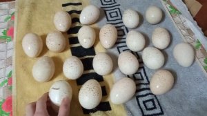 Совместная инкубация. Закладка индюшиного яйца