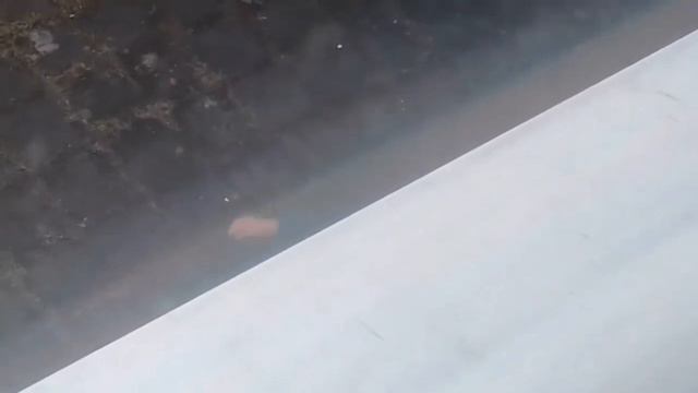Давай, наяривай! смотреть онлайн
