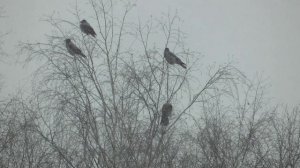 Народные приметы.Птицы сидят на верхушках деревьев. Записки ветврача орнитолога. Ноябрь 2023