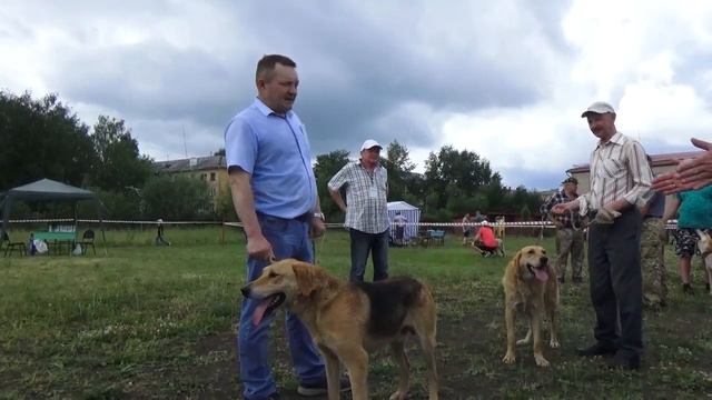50-я выставка собак в Котласе.  РГ.