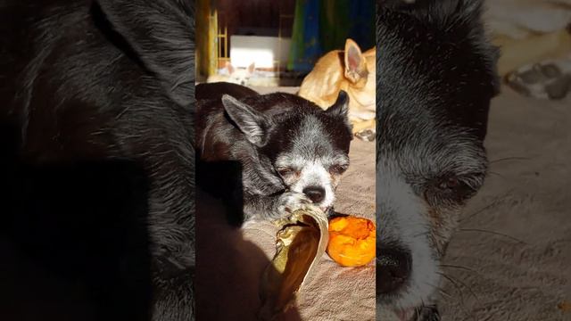 Южная Царица Кастропуло Крым 8 лет питомник чихуахуа и той-пудель смотреть онлайн