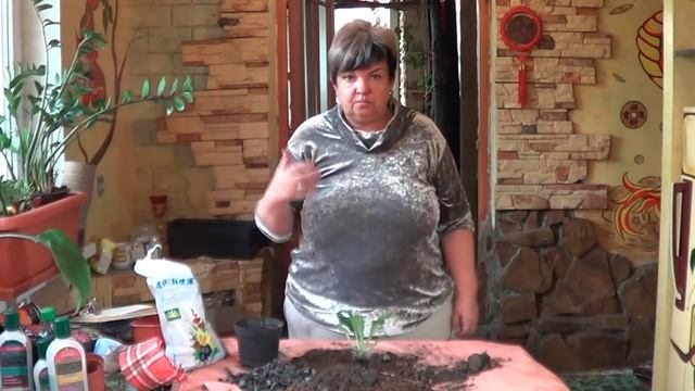 Хирита . Стрептокарпус ( Крученоплодник).Розеточные Геснеревые Без Глубокого Покоя смотреть онлайн