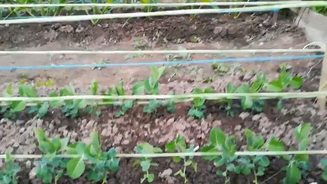 Подвязка гороха в открытом грунте смотреть онлайн