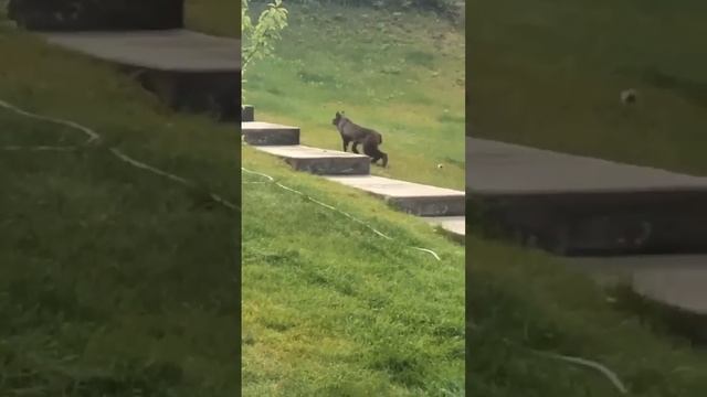 Черная рысь попала в объектив камеры смотреть онлайн