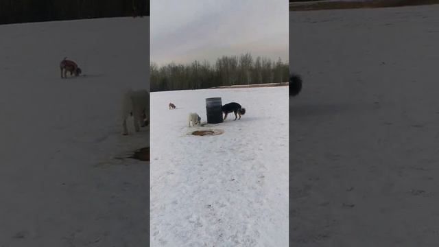 1. Six-Pack, walk at Jackie Parker Park with Ollie, Milo, Felix, Tukker, Daisy and Jasper смотреть онлайн