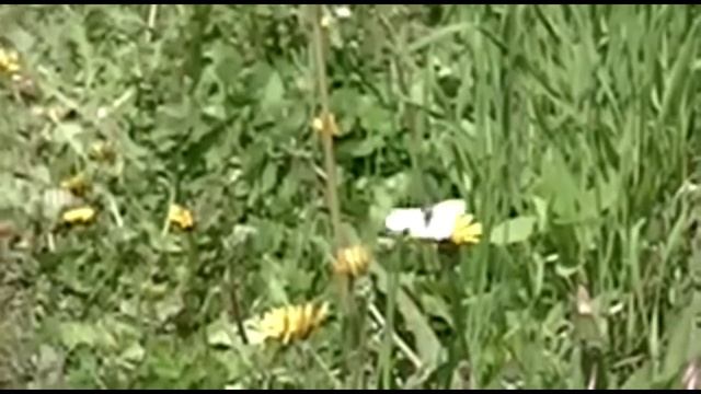 замедленный полет бабочки slow flying butterflies смотреть онлайн