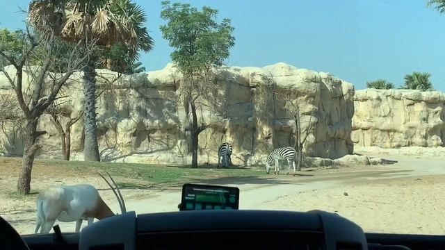 Dubai Safari Park i Gezdik / Dubai Safari Park Adventure / Quick Tour of Safari Park смотреть онлайн