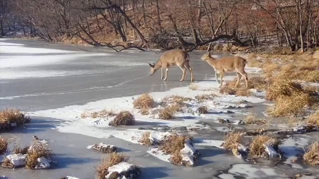 Пятнистые олени аккуратно ступают по льду, при этом удерживая равновесие. смотреть онлайн