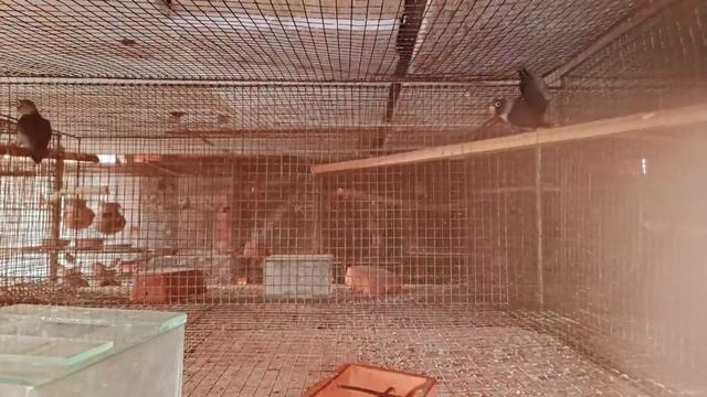 BIRDS BREEDING FARM VISIT // LOVE BIRDS// JAVA SPARROW// DIAMOND DOVE BREEDING SETUP| смотреть онлайн