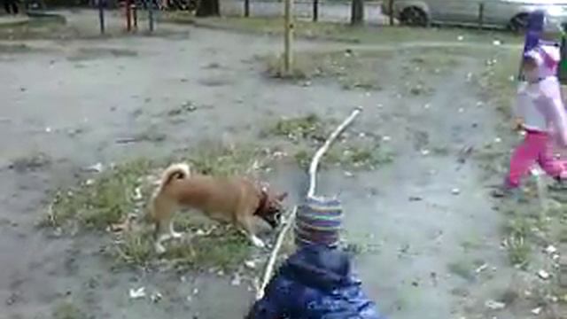 собака-злюка ))