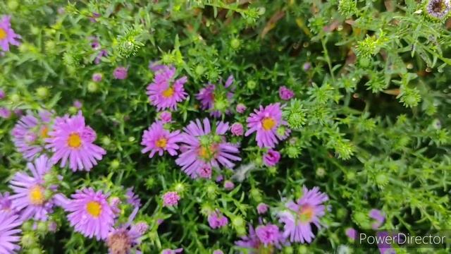 Астра многолетняя Новобельгийская. смотреть онлайн