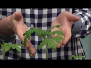 Секреты выращивания рассады томатов. Дневник Дачника Марины Рыкалиной