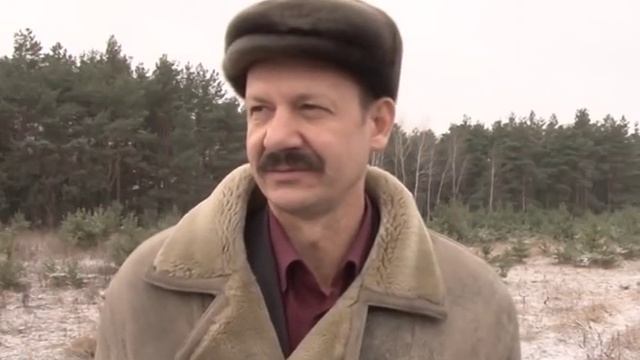 Полсотни молодых елок срубили в лесопосадке в районе Котла смотреть онлайн