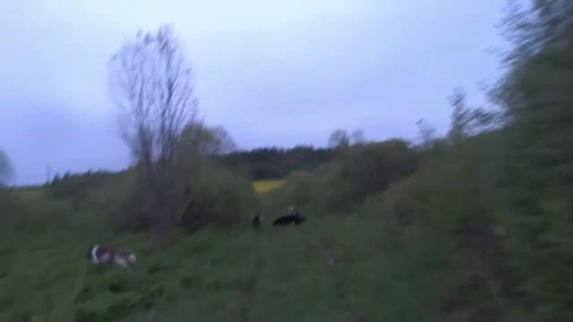 Утренняя прогулка. Лошади,борзые, тишина.... смотреть онлайн