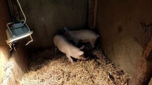 Впервые ставим уколы поросятам - 2021 год.