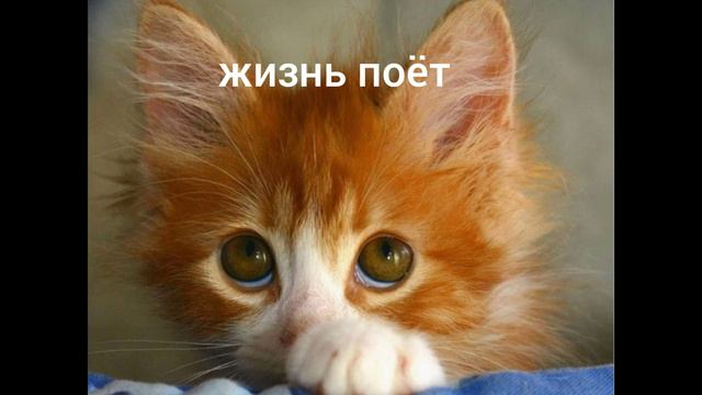 Monatik__-Жизнь поёт (как вам нравится!?) смотреть онлайн