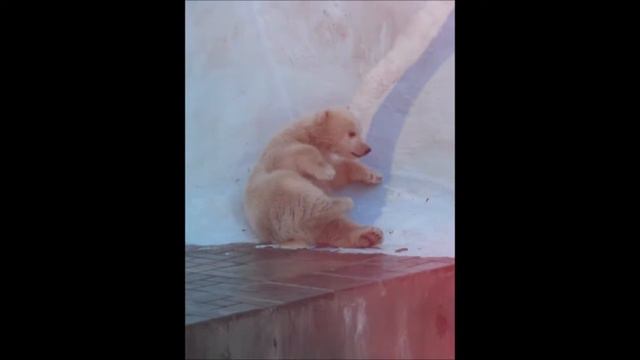 белый медвежонок в Новосибирском зоопарке смотреть онлайн