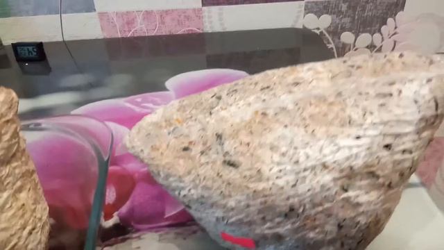 10. Шиитаке выросли за 4 дня. смотреть онлайн