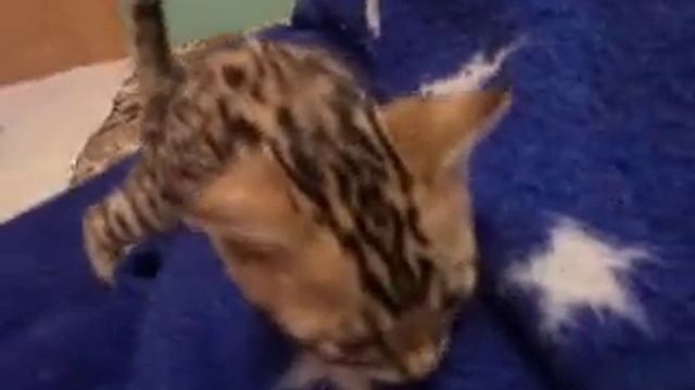 Бенгальские котята "розетка на золоте" смотреть онлайн