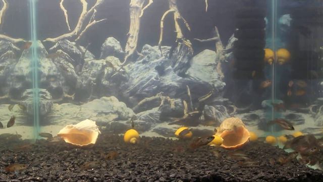 ХРОМИС-КРАСАВЕЦ!МАЛЁК 2 МЕСЯЦА!