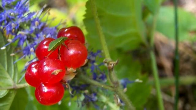 КОСТЯНИКА И КЛОПИК смотреть онлайн