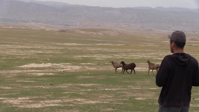 Осмотр таджикских гиссарских баранов хозяйства Баракат (Таджикистан) смотреть онлайн