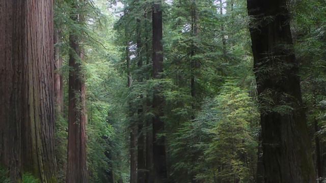 Gardening Tips : What Is the Tallest Tree in the World? смотреть онлайн