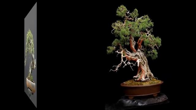 Juniperus Scopulorum -Rocky Mountain смотреть онлайн