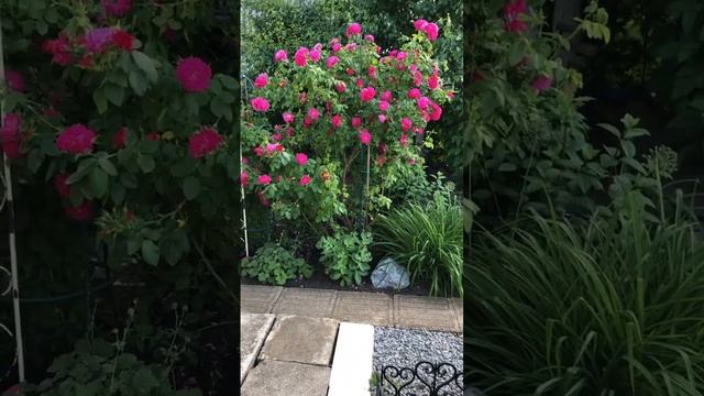 Жизнь на даче. Розы в саду. Барбарисы? смотреть онлайн