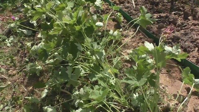 Бордюр из герани крупнокорневищной. смотреть онлайн